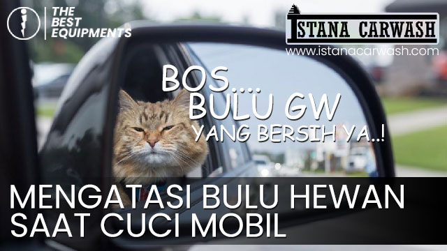 mengatasi bulu hewan saat cuci mobil Mengatasi Bulu Hewan saat Mencuci Mobil